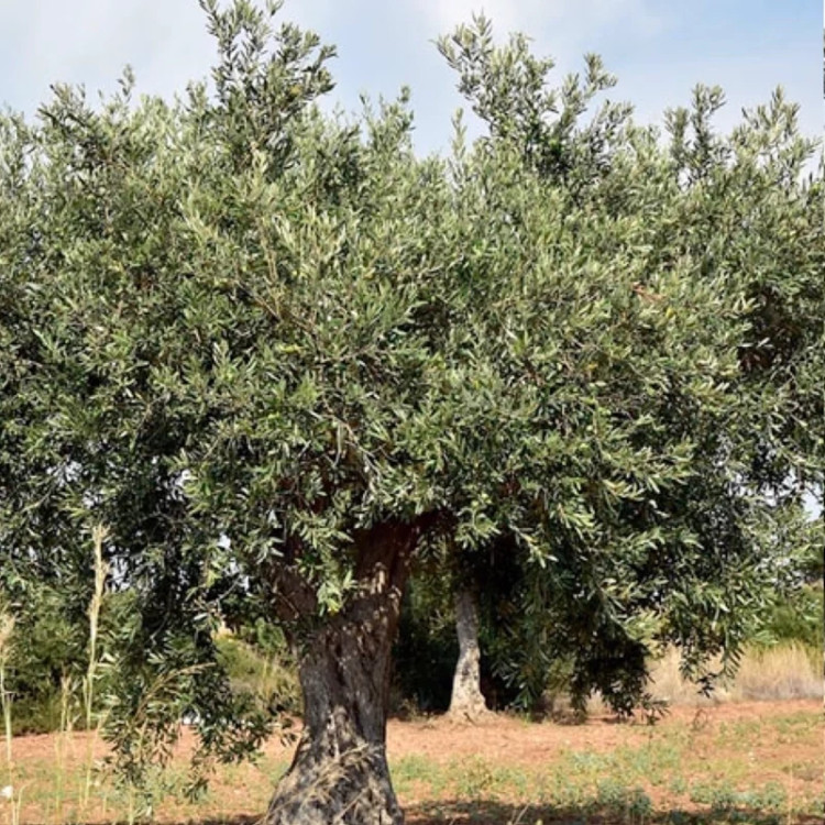 Large olive seedlings