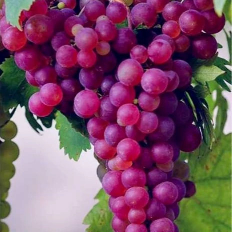 Sahibi grape seedlings