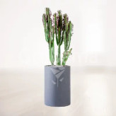 Euphorbia flower