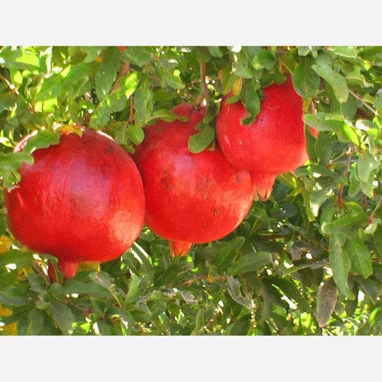 Saveh pomegranate seedlings