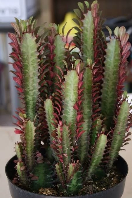 خرید نهال گل افوربیا زیبا 