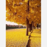 Ginkgo sapling
