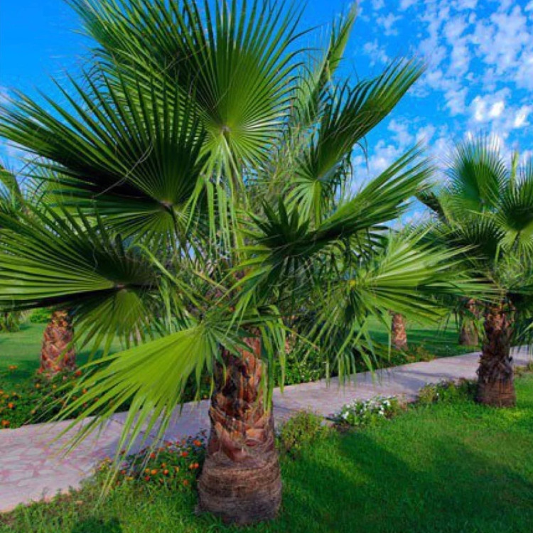 Washington Palm Seedling