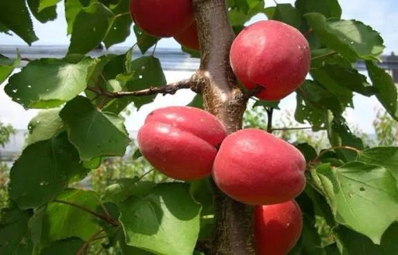 Yellow red plum seedlings of Tabriz
