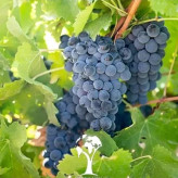 Sardasht black grape seedlings