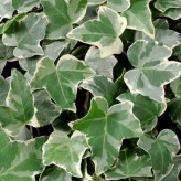 Climbing plant