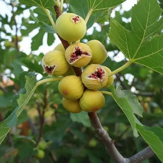 Large size fig sapling with stem