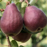 Red Anjou pear seedlings