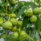 Walnut seedlings, 5 years old, large size genotype