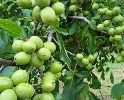نهال گردو فرنور 5 ساله بزرگ خاص