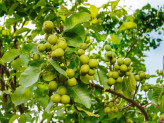Large 5-year-old Fernor walnut seedling