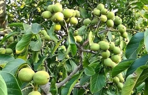 خرید نهال گردو فرنور 5 ساله بزرگ کمیاب