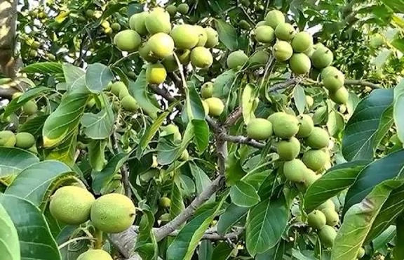 خرید نهال گردو فرنور 5 ساله بزرگ کمیاب