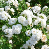 Miniature white rose seedlings