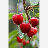 Dutch cherry seedlings