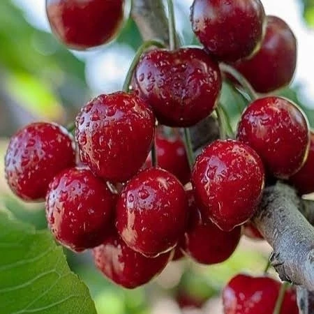 خرید نهال گیلاس هلندی خوش طعم 