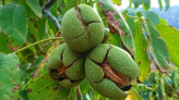 Israeli walnut seedlings