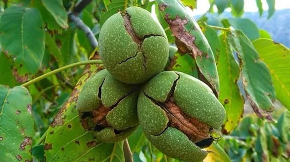 Israeli walnut seedlings