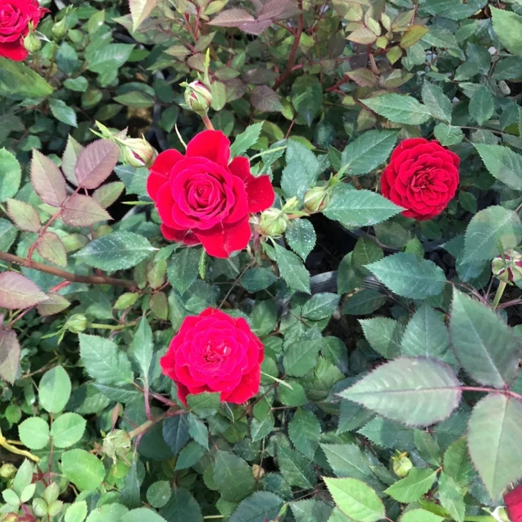 Fragrant red rose seedlings