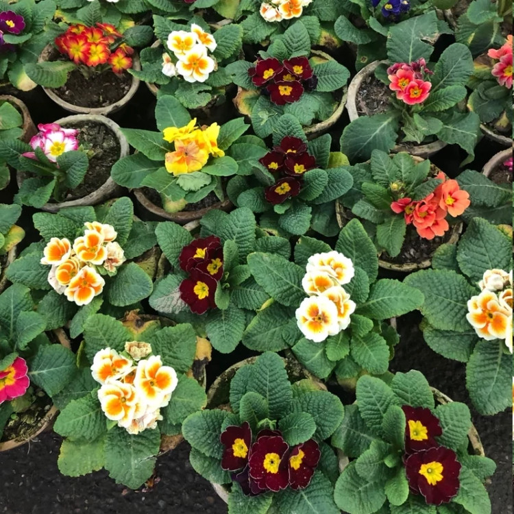 Primrose bush