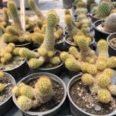 Mammillaria cactus seedlings