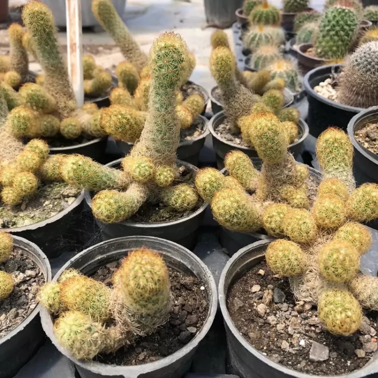 Mammillaria cactus seedlings