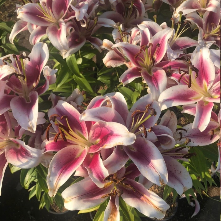 Fragrant pink and white lily seedlings