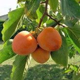 Apple persimmon seedlings