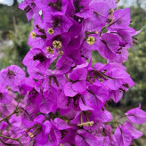 Purple paper flower seedlings
