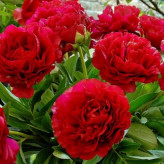 Peony bush