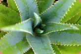 Aloe vera plant