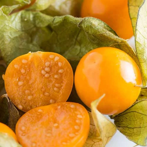 Physalis seedlings