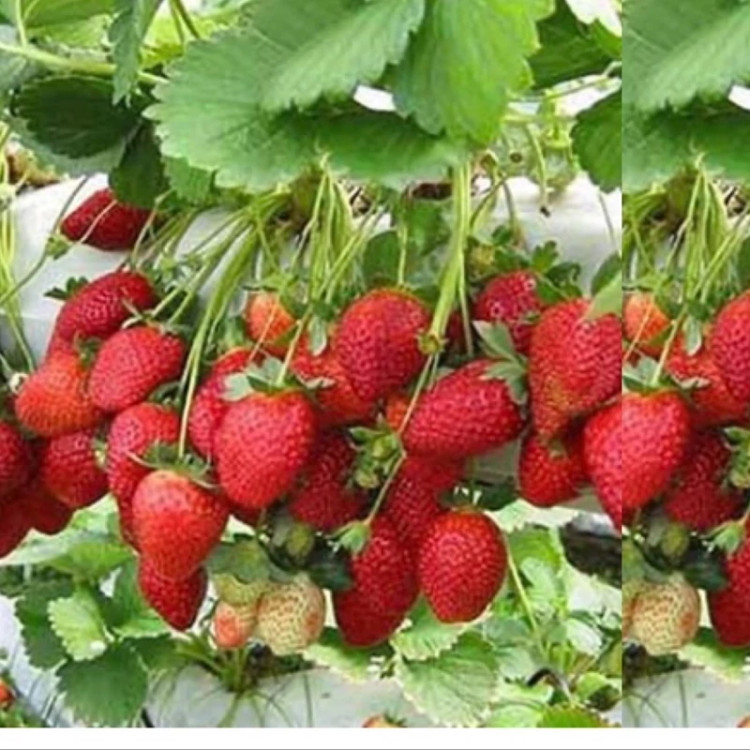 Kamasura strawberry seedlings