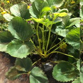Giant strawberry bush