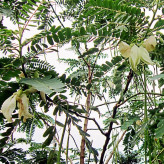 Acacia seedlings