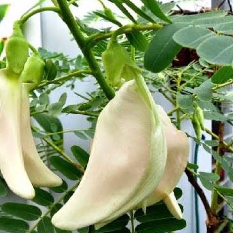 نهال اقاقیا کمیاب 