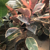 Ruby Ficus Seedling