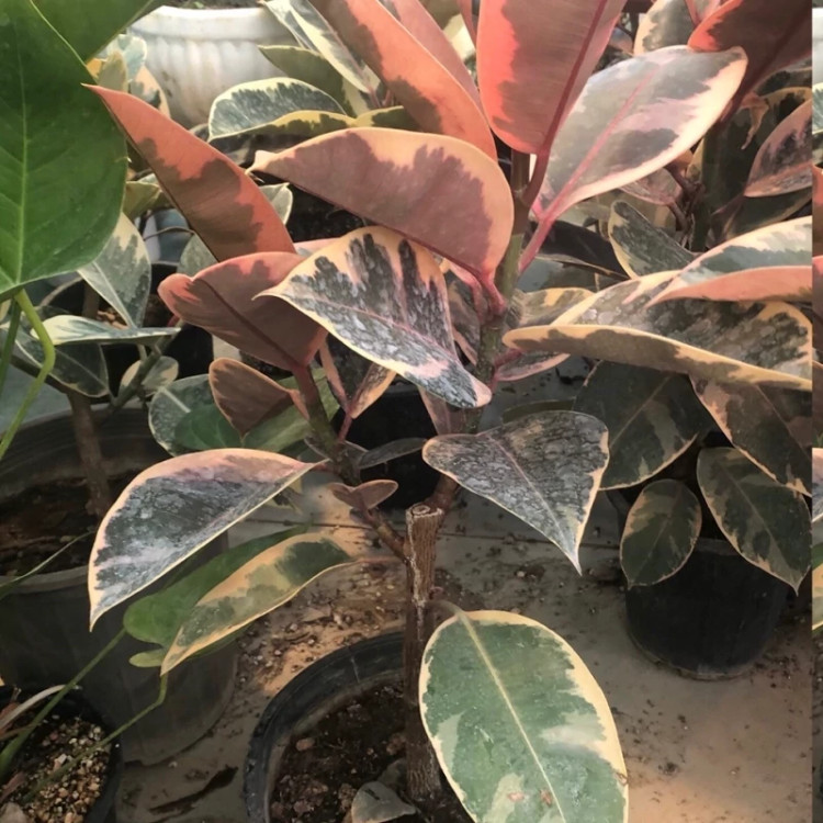Ruby Ficus Seedling