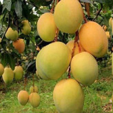 خرید نهال انبه مصری پیوندی کمیاب