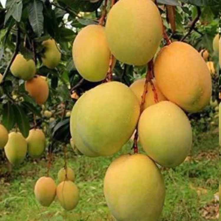 خرید نهال انبه مصری پیوندی کمیاب