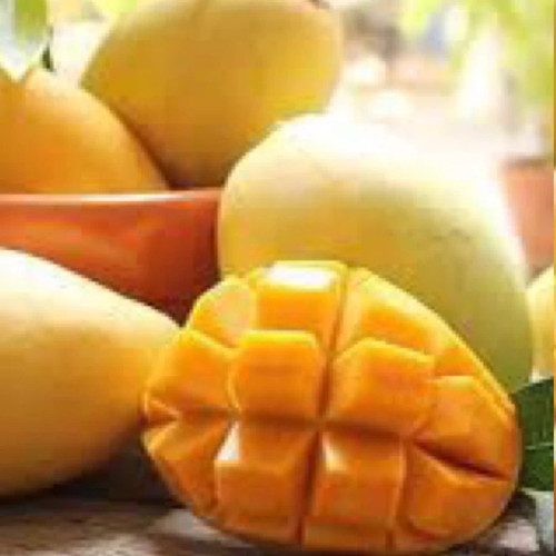 نهال انبه مصری پیوندی خوش طعم