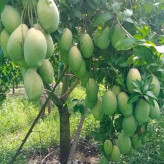 Grafted Egyptian mango seedlings