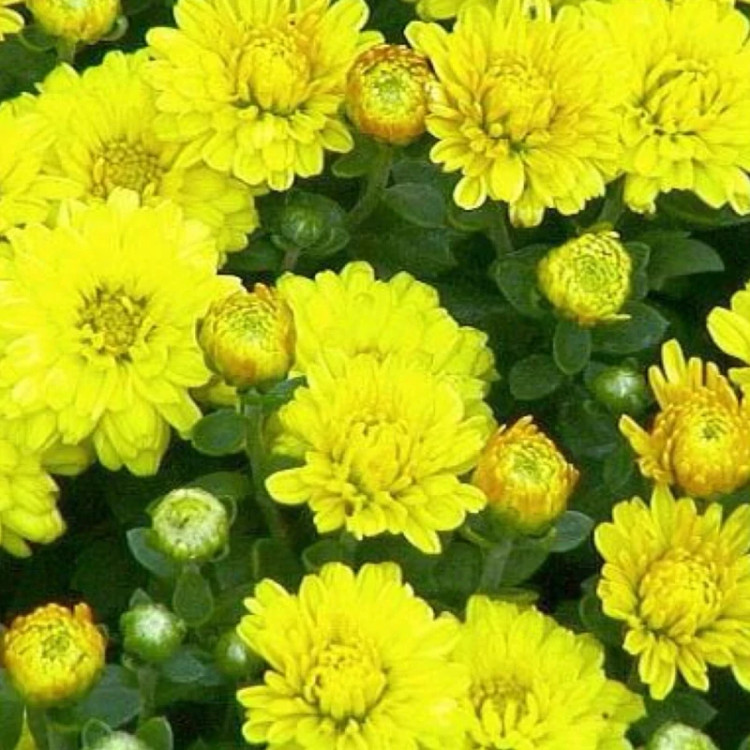 Chrysanthemum seedlings