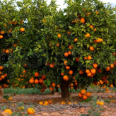 Valencia orange seedlings
