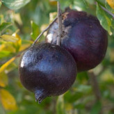 Black skin pomegranate seedlings