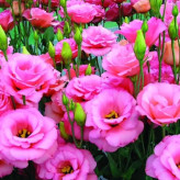 Pale pink lisianthus bush