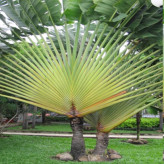 Traveler's palm sapling