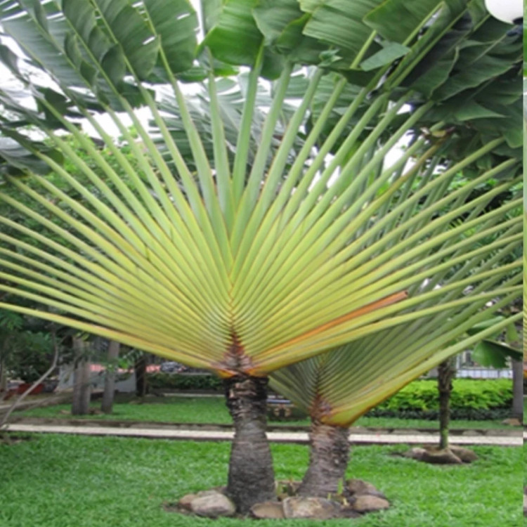 Traveler's palm sapling