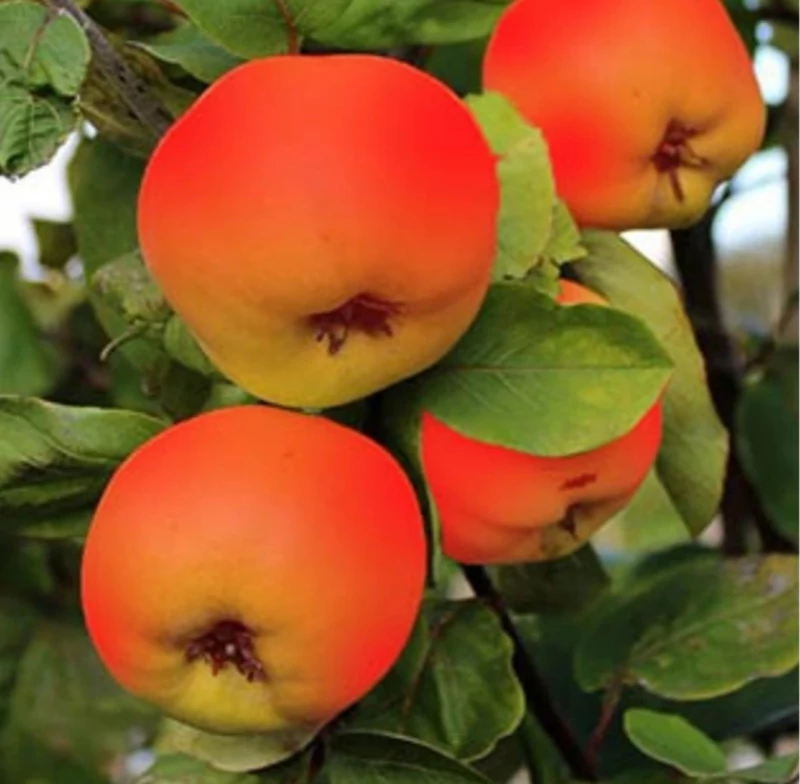  (Red Queen Quince)