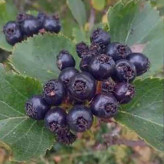 Black hawthorn seedlings